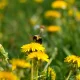 No Mow May: 6 Benefits Of A Wilder Garden