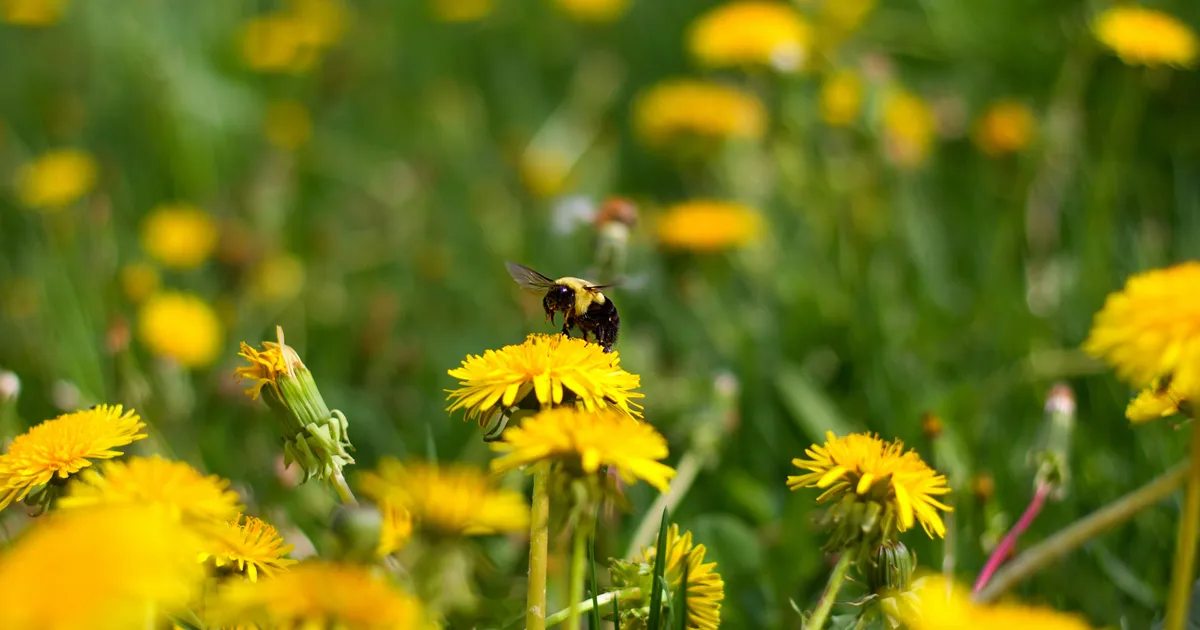 No Mow May: 6 Benefits Of A Wilder Garden
