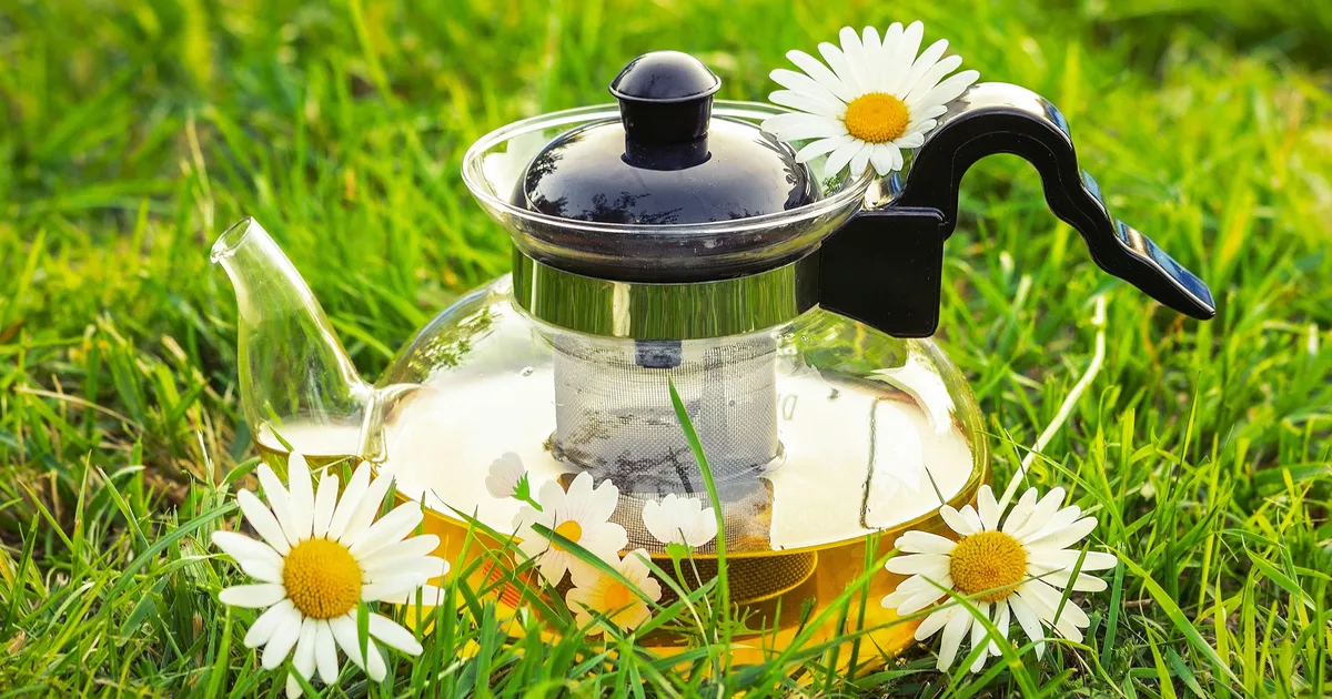 Cup Of Chamomile Tea Could Save Garden From Fungus