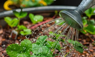 Gardening Hacks: What To Do And Not To Do When Watering Your Garden Plants
