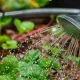 Gardening Hacks: What To Do And Not To Do When Watering Your Garden Plants