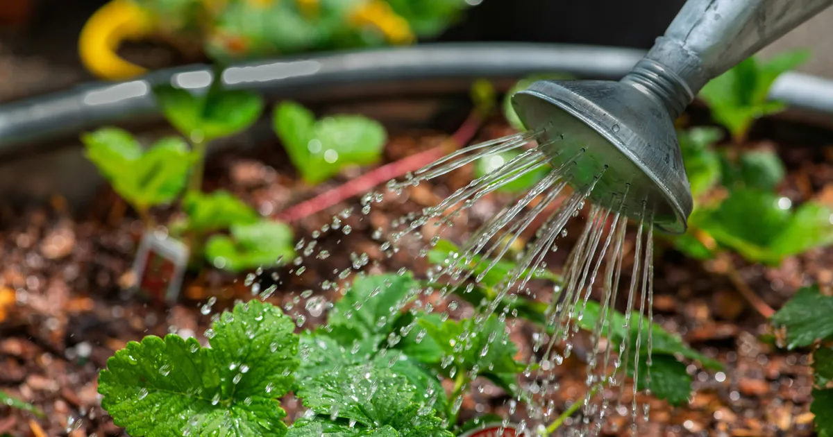 Gardening Hacks: What To Do And Not To Do When Watering Your Garden Plants