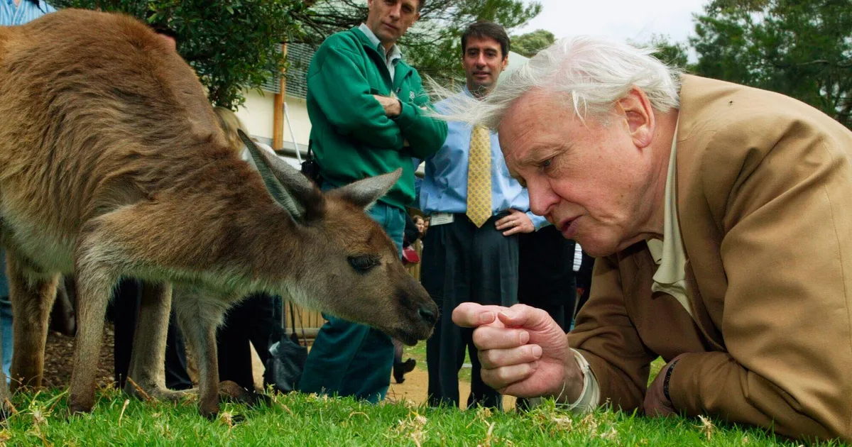 David Attenborough Hits 100: 5 Habits Centenarians Share