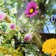 The Ultimate 'Chelsea Chop' Guide For Flowers All Summer