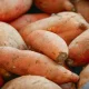 What's The Difference Between Sweet Potatoes And Yams?