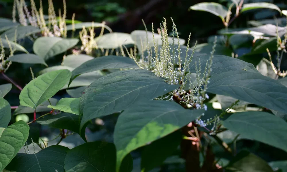 Which Garden 'Weeds' Do You Actually Need To Remove?