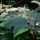 Which Garden 'Weeds' Do You Actually Need To Remove?
