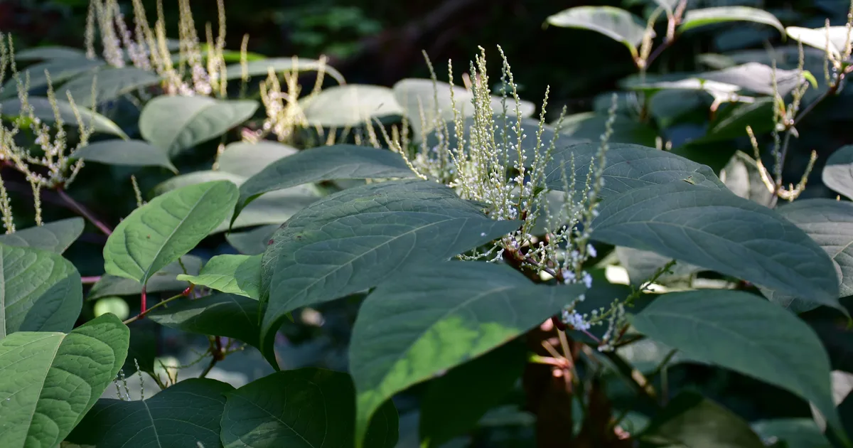 Which Garden 'Weeds' Do You Actually Need To Remove?