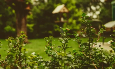 Gardening Expert Reveals Common Household Item Key For Watering Your Garden Plants