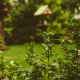 Gardening Expert Reveals Common Household Item Key For Watering Your Garden Plants