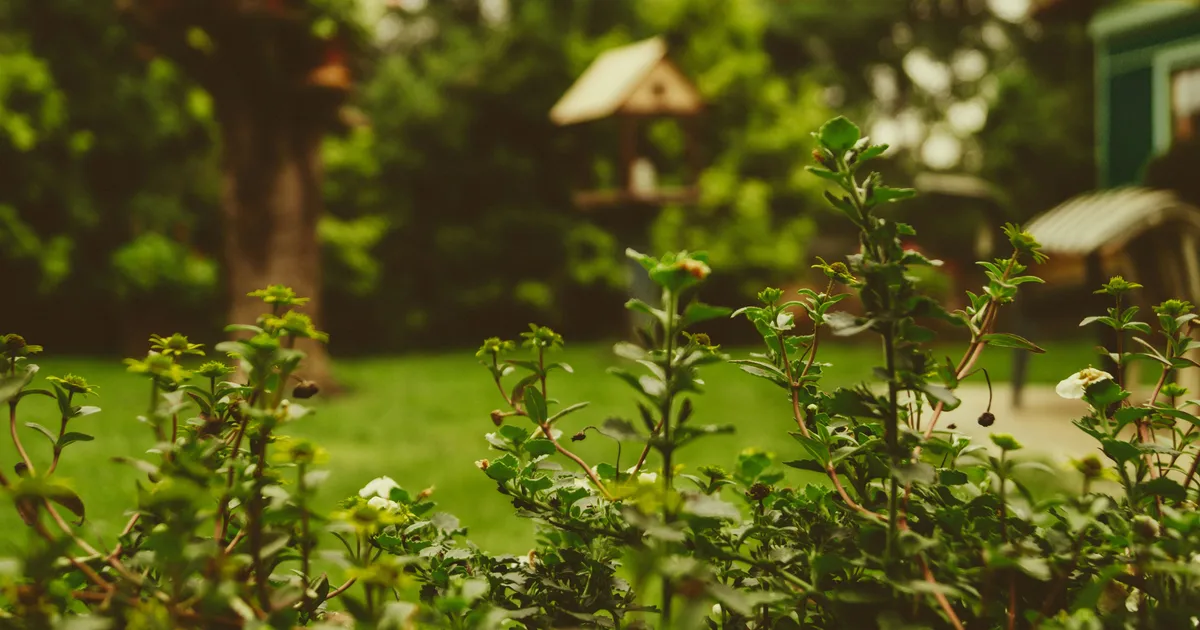 Gardening Expert Reveals Common Household Item Key For Watering Your Garden Plants