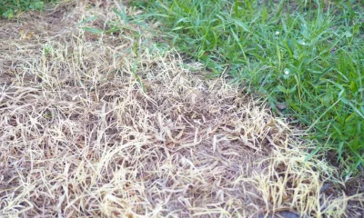 How To Tell If Yellow Grass Is Actually Dead