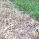 How To Tell If Yellow Grass Is Actually Dead
