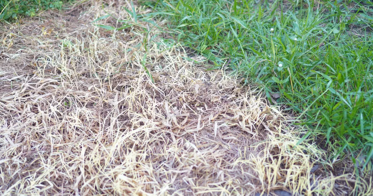 How To Tell If Yellow Grass Is Actually Dead
