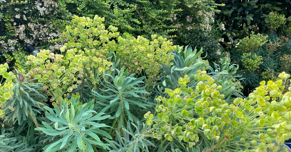 8 June Gardening Jobs To Tick Off Your List