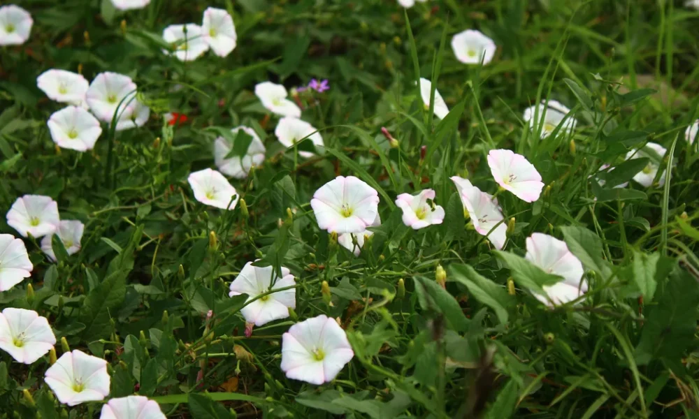 Horticulturalist Shares Which Garden Plants You Should Leave To Grow Or Kill