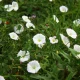 Horticulturalist Shares Which Garden Plants You Should Leave To Grow Or Kill