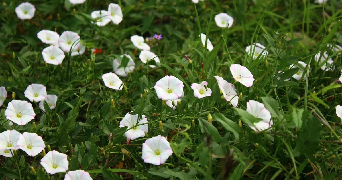 Horticulturalist Shares Which Garden Plants You Should Leave To Grow Or Kill