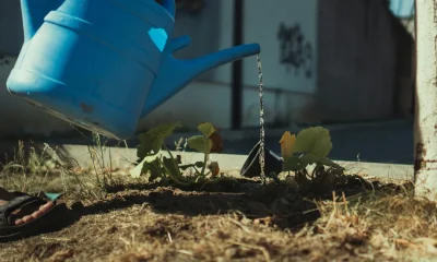Should I Water My Grass In A Heatwave?