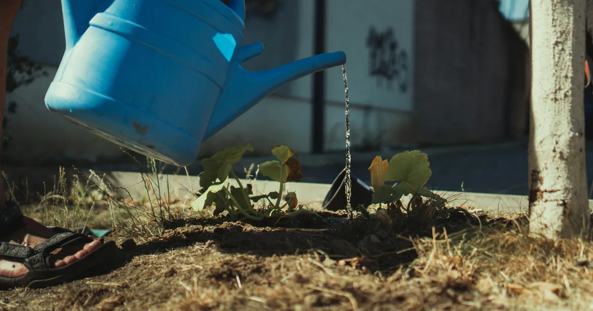 Should I Water My Grass In A Heatwave?