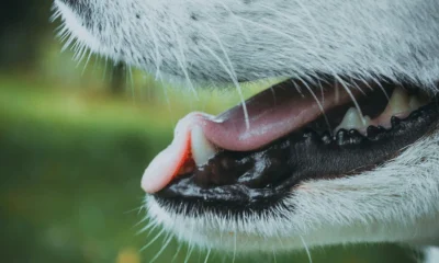 Dog Heatstroke Symptoms: Full List And What To Do Next
