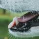 Dog Heatstroke Symptoms: Full List And What To Do Next