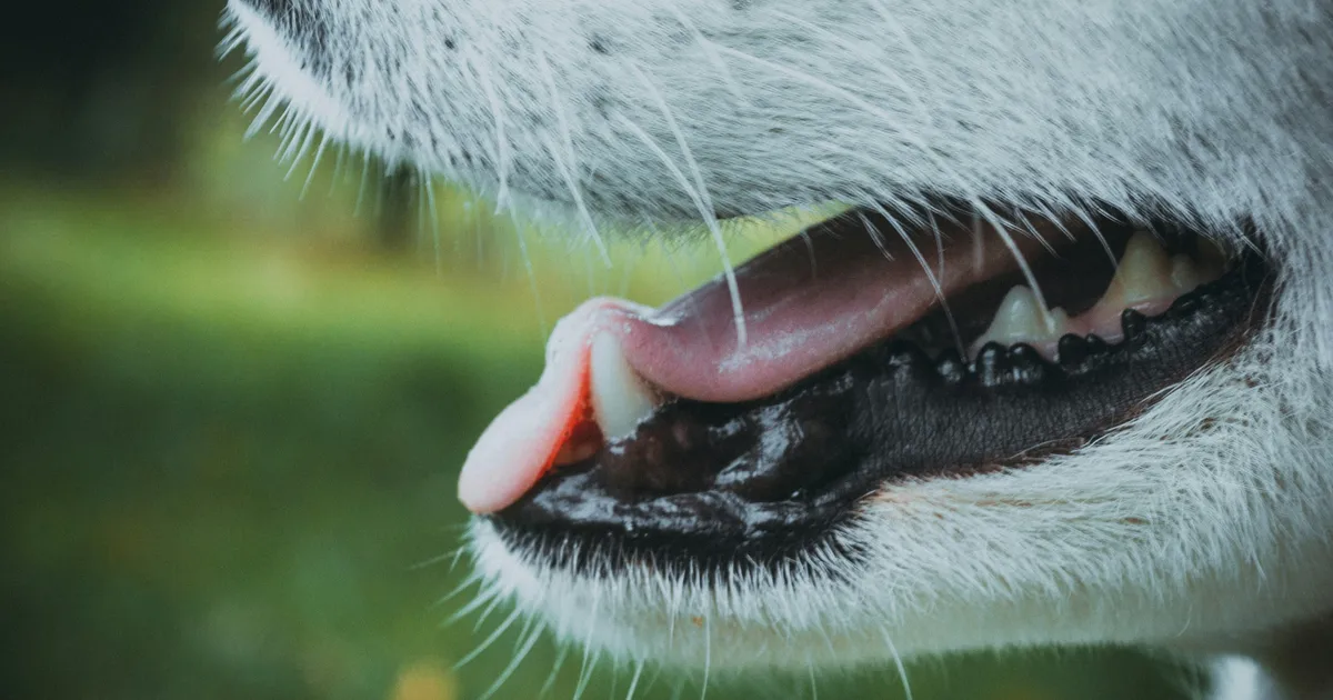 Dog Heatstroke Symptoms: Full List And What To Do Next