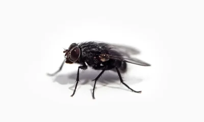 Why Does My House Suddenly Have So Many Flies?