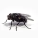 Why Does My House Suddenly Have So Many Flies?