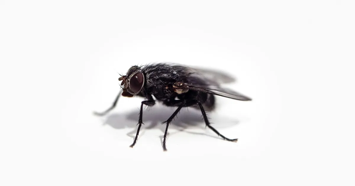Why Does My House Suddenly Have So Many Flies?