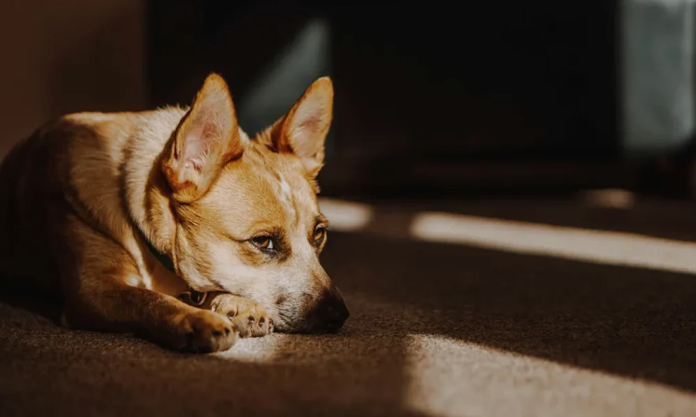 Why You Should Never Put Damp Towels Over A Hot Dog