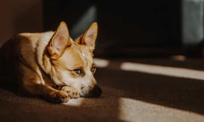 Why You Should Never Put Damp Towels Over A Hot Dog