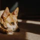 Why You Should Never Put Damp Towels Over A Hot Dog
