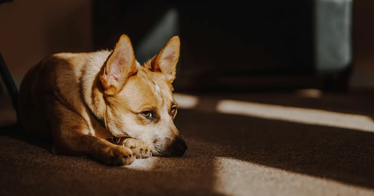 Why You Should Never Put Damp Towels Over A Hot Dog