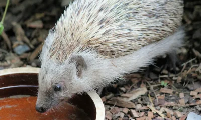 Why, Where, And How To Put Water In Your Garden For Wildlife