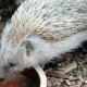 Why, Where, And How To Put Water In Your Garden For Wildlife