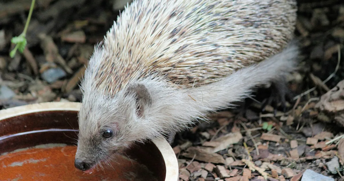 Why, Where, And How To Put Water In Your Garden For Wildlife