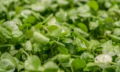41 Best Fruits And Vegetables To Fight Disease, Ranked