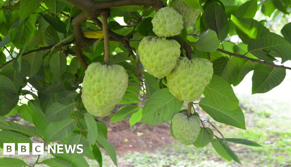 The crop that thrives in the toughest conditions