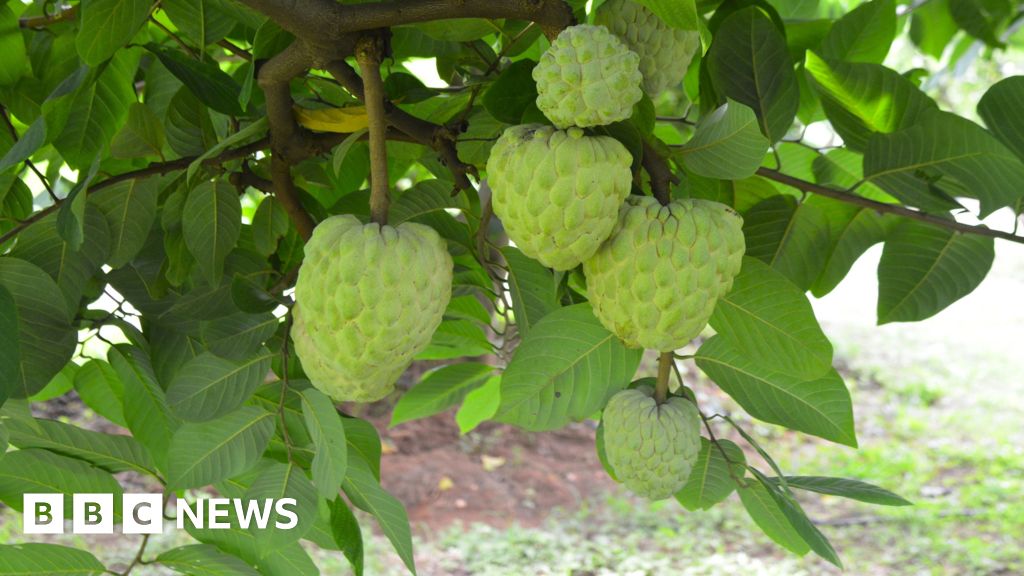 The crop that thrives in the toughest conditions