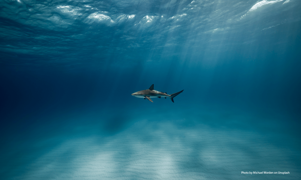 The making of an asylum ‘Advice Shark’ economy