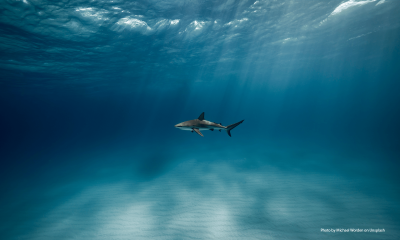 The making of an asylum ‘Advice Shark’ economy