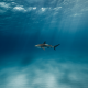 The making of an asylum ‘Advice Shark’ economy