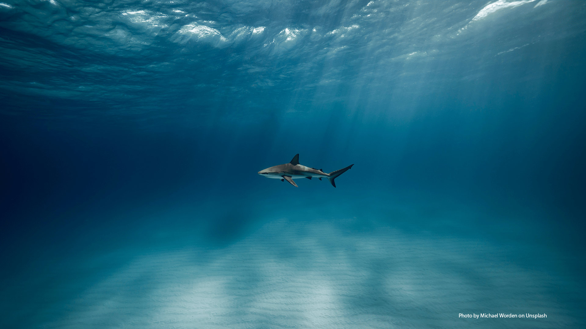 The making of an asylum ‘Advice Shark’ economy