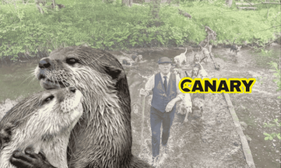 In the background is an illegal hunt. It's a man wading through a river and he is wearing posh clothing and holding a long wooden otter pole. Behind him, he is being followed by a pack of hounds. In the foreground we have two British otters hugging. To their right is the Canary logo. Hunt Sabs