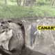 In the background is an illegal hunt. It's a man wading through a river and he is wearing posh clothing and holding a long wooden otter pole. Behind him, he is being followed by a pack of hounds. In the foreground we have two British otters hugging. To their right is the Canary logo. Hunt Sabs