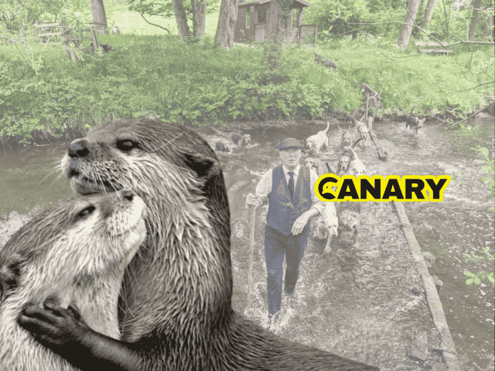In the background is an illegal hunt. It's a man wading through a river and he is wearing posh clothing and holding a long wooden otter pole. Behind him, he is being followed by a pack of hounds. In the foreground we have two British otters hugging. To their right is the Canary logo. Hunt Sabs