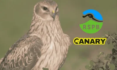 Picture of a hen harrier in the background. On the left of it is the Royal Society for the Protection of Birds logo with the Canary UK logo under it.