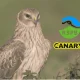 Picture of a hen harrier in the background. On the left of it is the Royal Society for the Protection of Birds logo with the Canary UK logo under it.