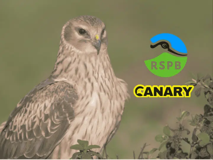 Picture of a hen harrier in the background. On the left of it is the Royal Society for the Protection of Birds logo with the Canary UK logo under it.
